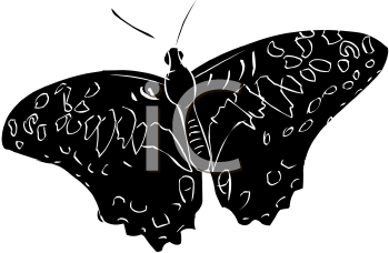 Insect Clipart