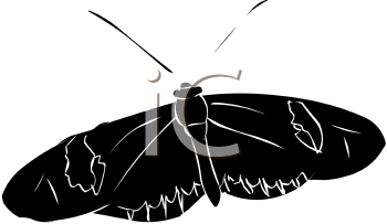 Insect Clipart