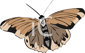 Insect Clipart