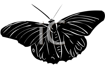 Insect Clipart