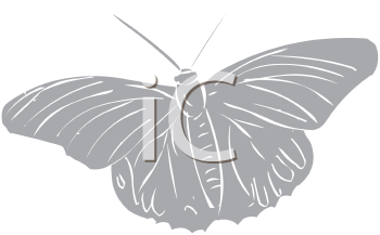 Insect Clipart