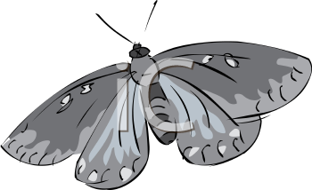 Insect Clipart