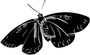 Insect Clipart