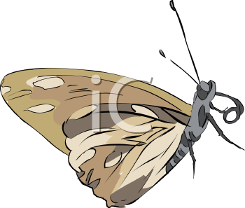 Insect Clipart