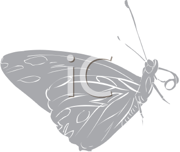 Insect Clipart