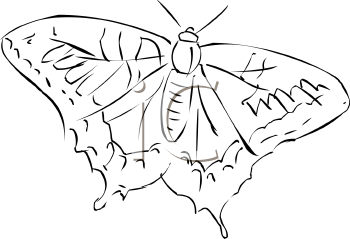 Insect Clipart