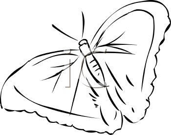 Insect Clipart