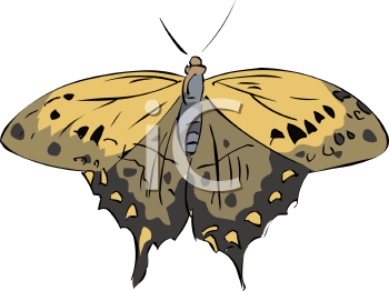 Insect Clipart