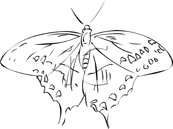 Insect Clipart