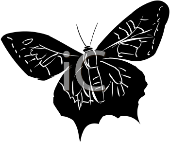 Insect Clipart