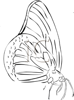 Insect Clipart