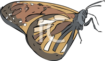 Insect Clipart