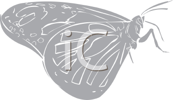 Insect Clipart