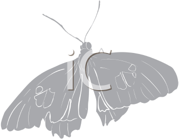 Insect Clipart