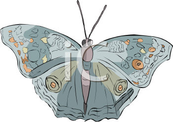 Insect Clipart