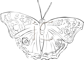 Insect Clipart