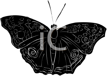 Insect Clipart