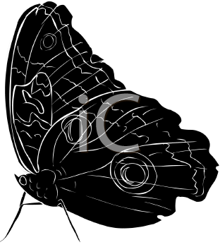 Insect Clipart