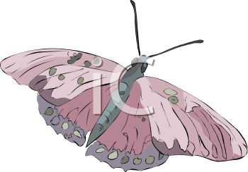 Insect Clipart