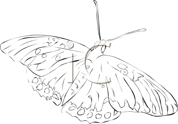 Insect Clipart