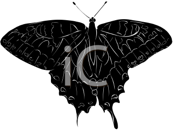 Insect Clipart