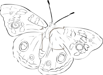 Insect Clipart