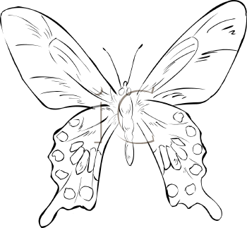 Insect Clipart