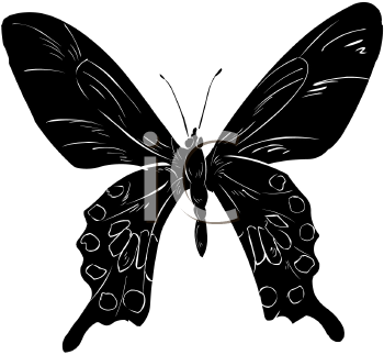 Insect Clipart