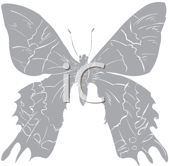 Insect Clipart