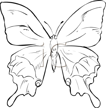 Insect Clipart