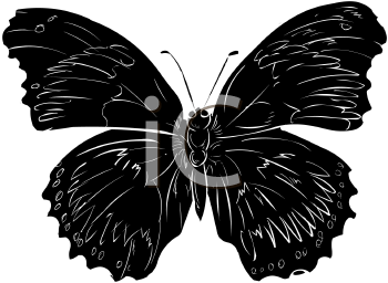 Insect Clipart