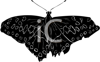 Insect Clipart