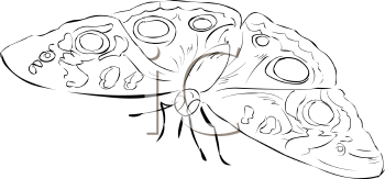 Insect Clipart