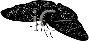 Insect Clipart