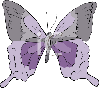 Insect Clipart