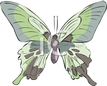 Insect Clipart