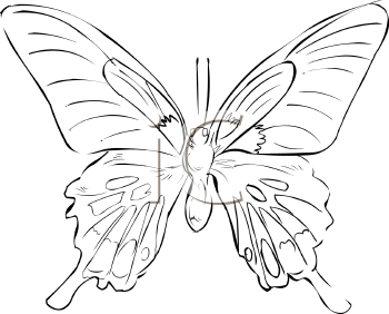 Insect Clipart