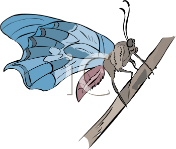 Insect Clipart