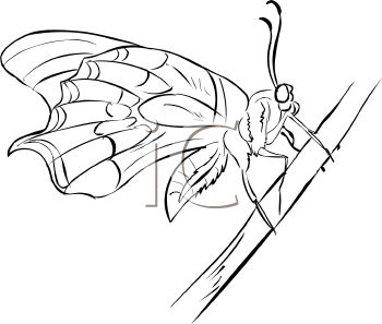 Insect Clipart