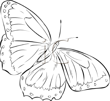 Insect Clipart