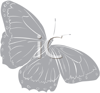 Insect Clipart