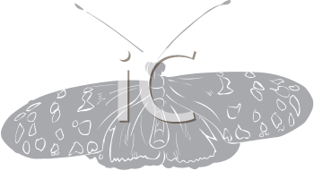 Insect Clipart