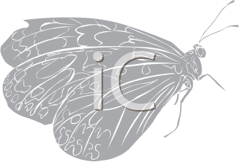 Insect Clipart