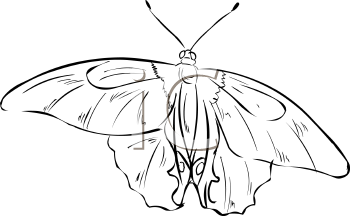 Insect Clipart