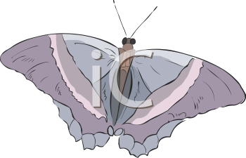 Insect Clipart