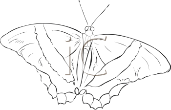 Insect Clipart