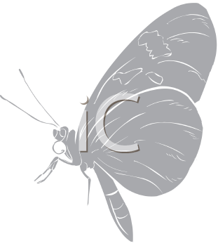 Insect Clipart