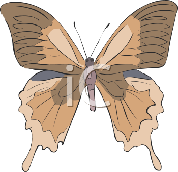 Insect Clipart