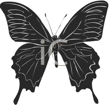 Insect Clipart