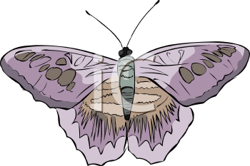 Insect Clipart